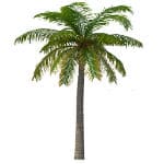 Palm tree on white background